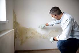 Why You Should Choose Our Mold Remediation Services in Owatonna, MN